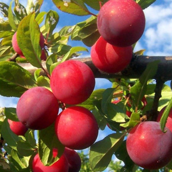 Producto - Planta de Ciruela Santa Rosa