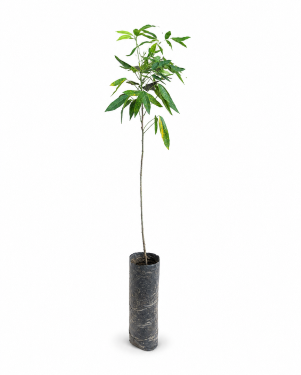 Producto - Sen de Campo - Plantín Forestal - Línea Nativas Regenerativas