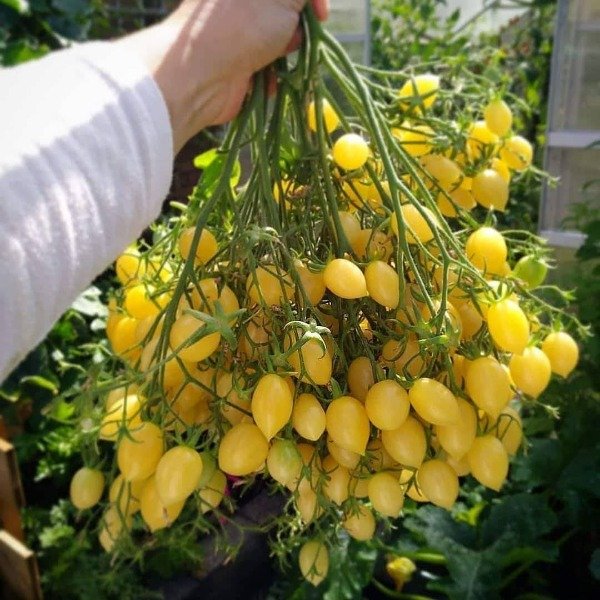 Producto - 150 SEMILLAS DE TOMATE CHERRY BARRY'S CRAZY DWARF MULTIFLORA