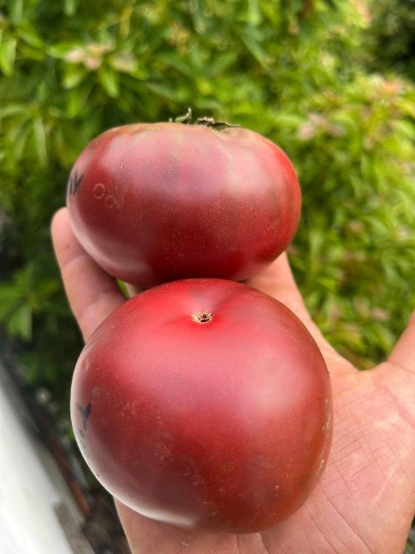 Producto - SEMILLAS DE TOMATE NEGRO DE TULA