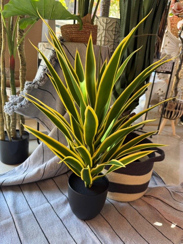 Producto - Planta Sanseviera 79 cm ( Efectivo: 86.320)