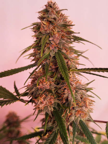 Producto - Lemon Purple F2 x3
