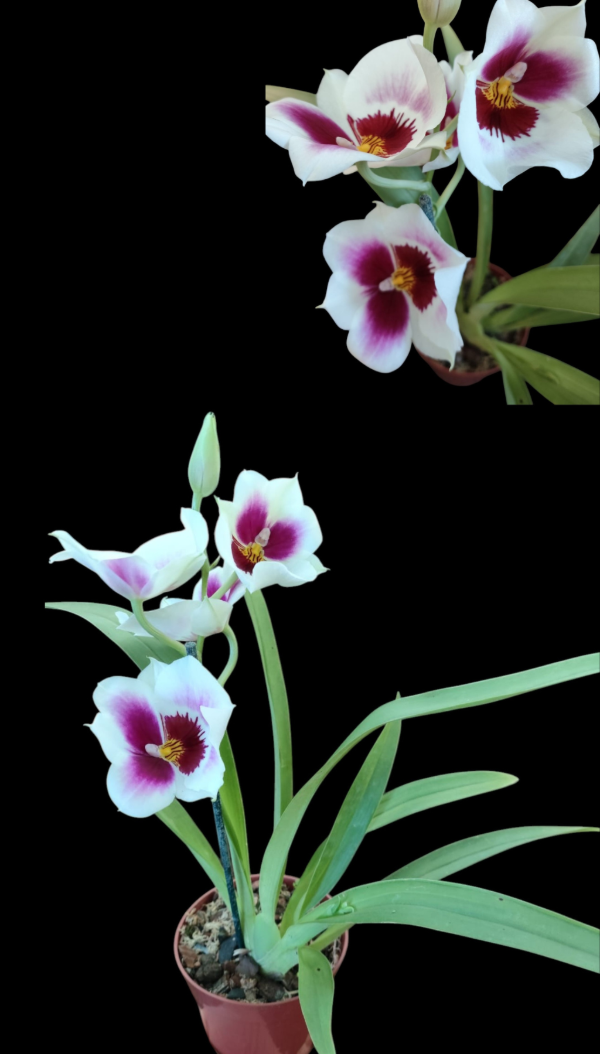 Producto - Miltoniopsis 2