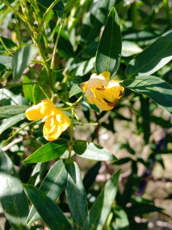 Producto - Semillas Sen de Campo - 2