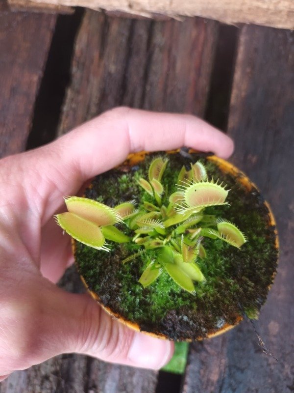 Producto - Venus Atrapamoscas - 3