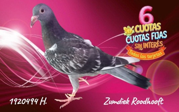 Producto - 1920494 H Zundiek - Roodhooft