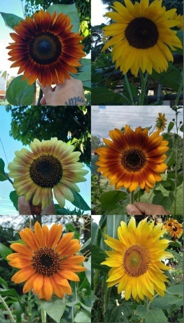 Producto - Mix semillas de girasol 6 variedades