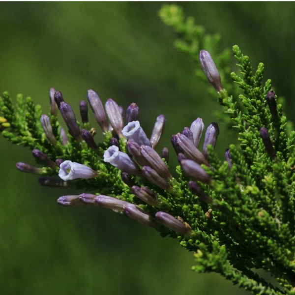 Producto - Fabiana imbricata (Palo piche)