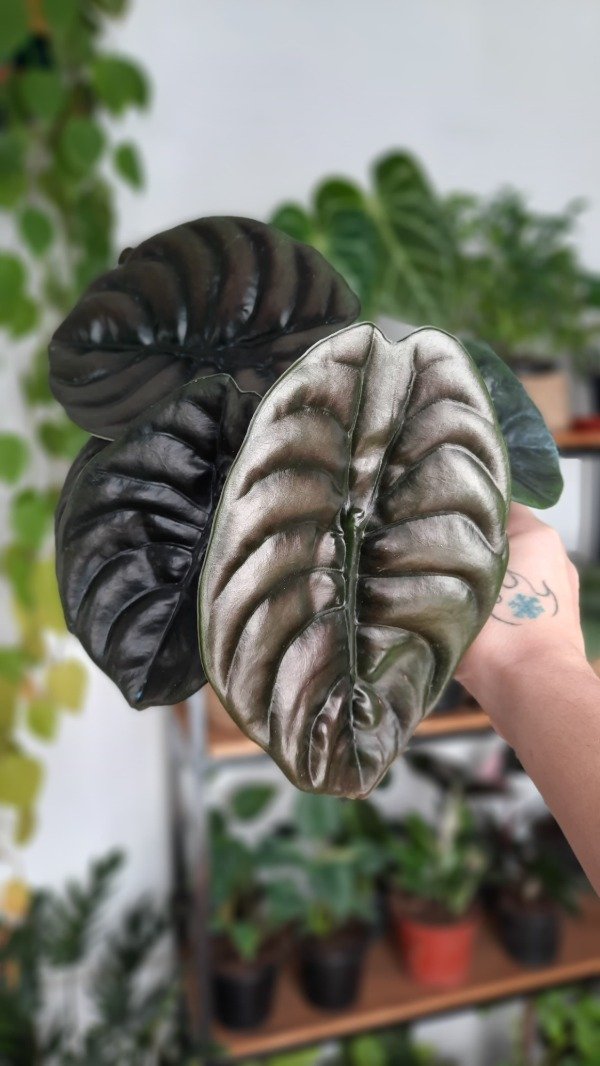 Producto - Alocasia Cuprea