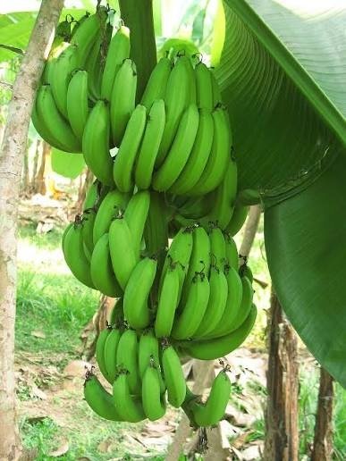Producto - Banana Agroecológica 500grs