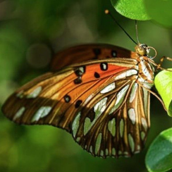 Producto - Pasionaria - Mburucuyá - Cria mariposas espejitos - enredadera nativa - 2