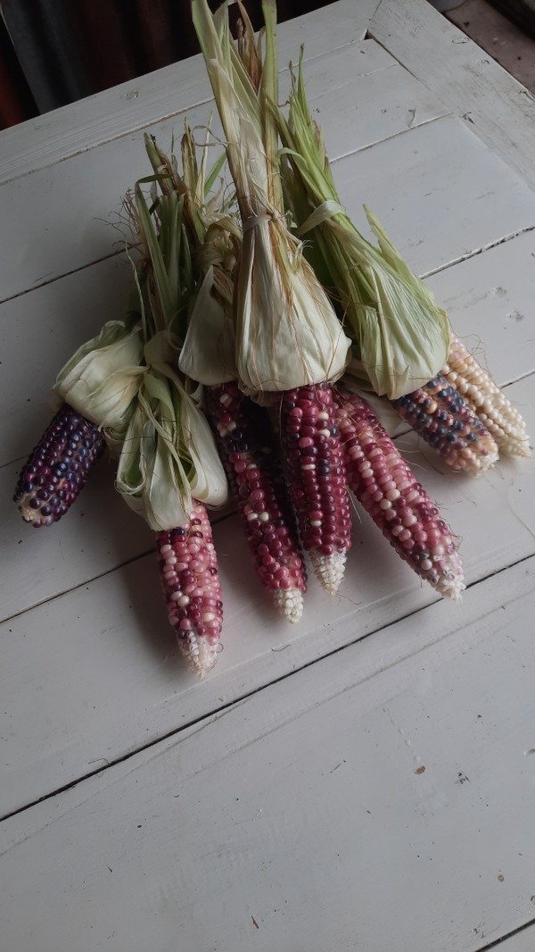 Producto - Maíz antiguo de colores