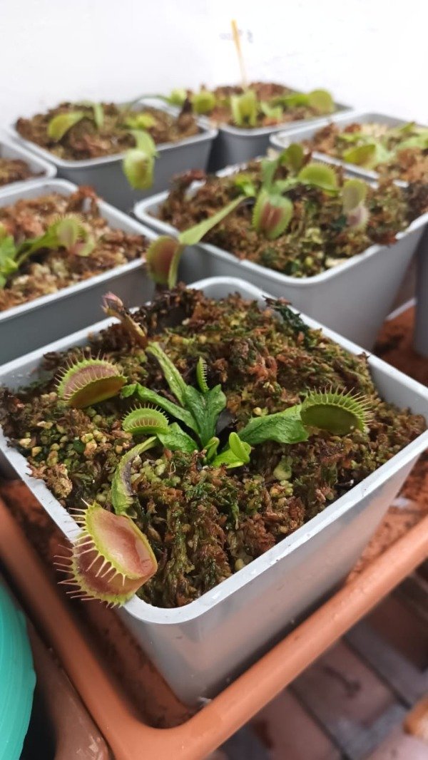 Producto - Venus atrapamoscas
