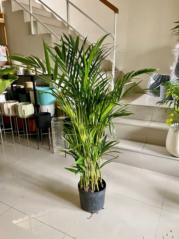 Producto - Palmera Areca L - 1