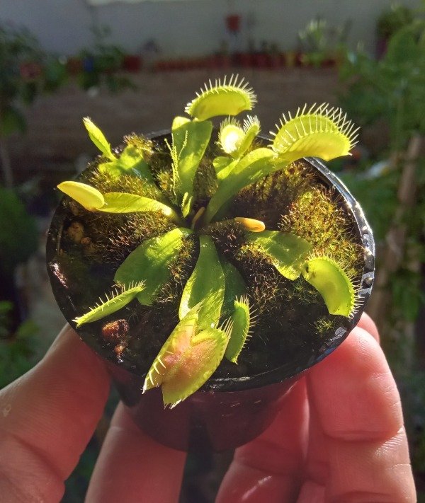 Producto - Venus Atrapamoscas - 1