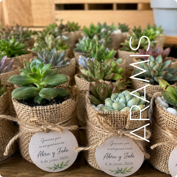 Producto - Souvenir Sustentable con Suculentas
