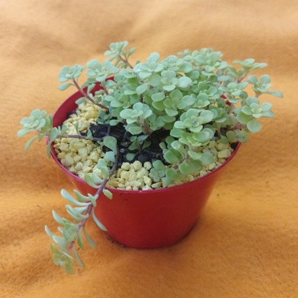 Producto - Sedum Makinoi