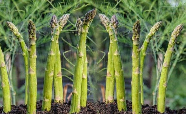 Producto - Espárragos