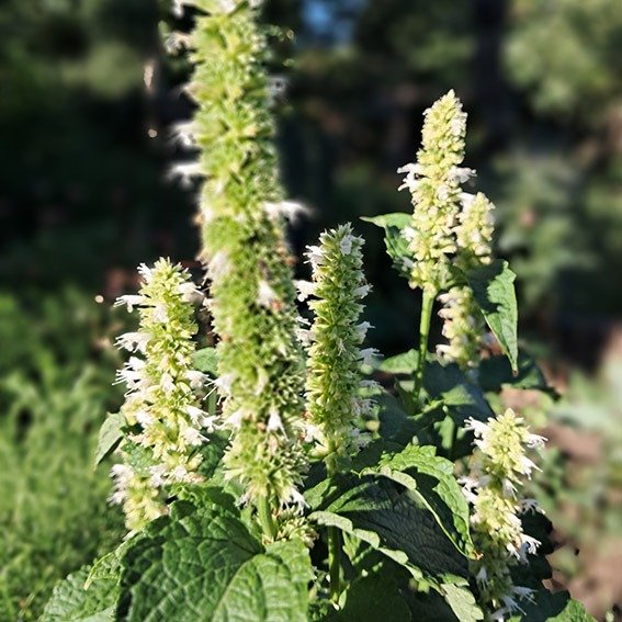 Producto - Agastache white