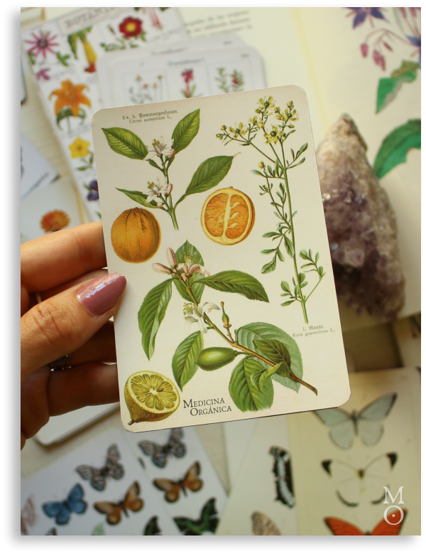 Producto - Imán Botánico - naranjo