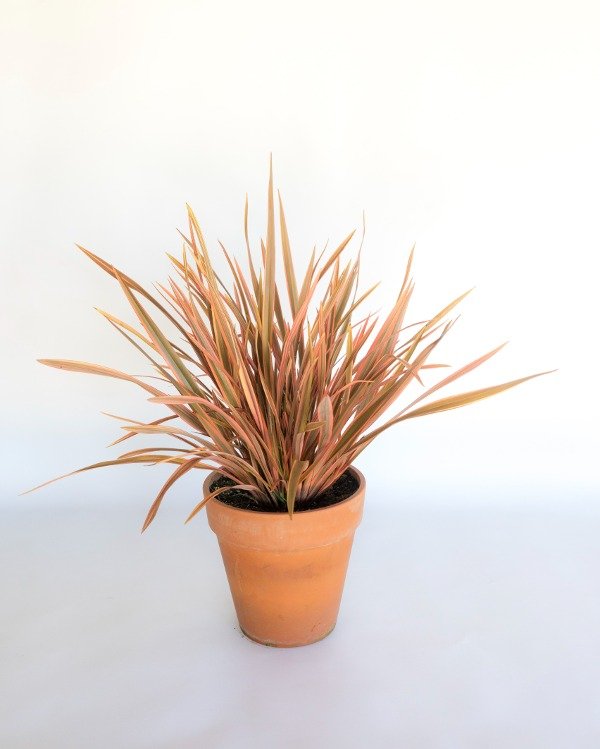 Producto - Phormium Sundowner