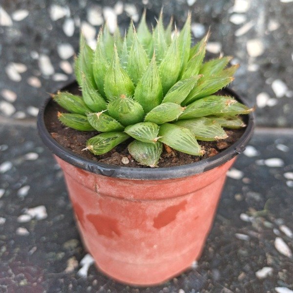 Producto - Haworthia cymbiformis var.pilifera
