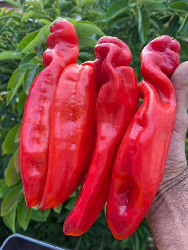 Producto - SEMILLAS DE PIMIENTO DULCE DE PALERMO AJI ROJO LARGO