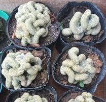 Producto - Cerebrito