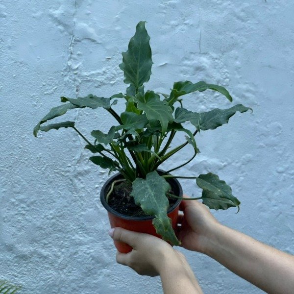 Producto - Philodendron Xanadu m15