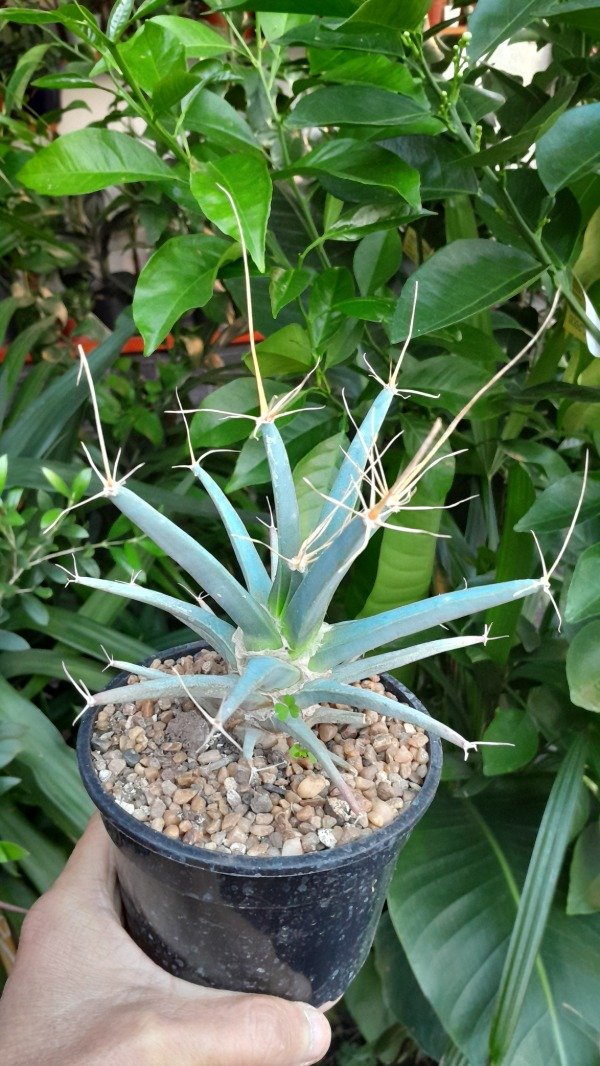 Producto - Leuchtenbergia Principis