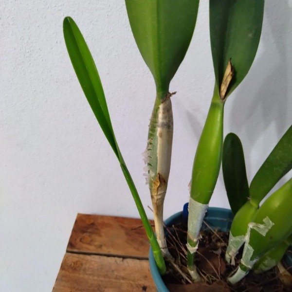 Producto - Laelia Purpurata Rubra x Self - 1