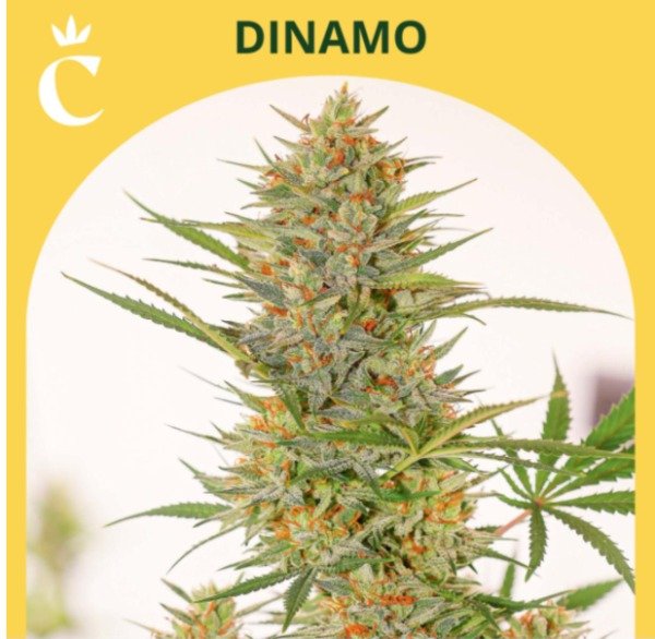 Producto - DINAMO