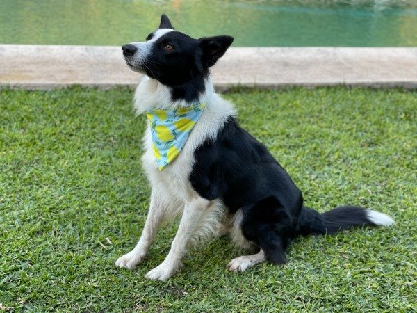 Producto - Pañuelos para mascotas