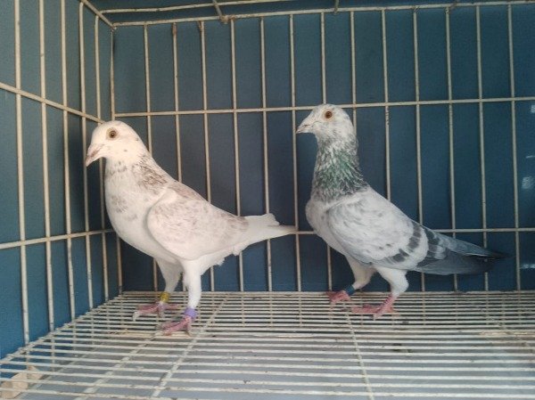 Producto - PALOMAR EL GUARNA CASAL 4