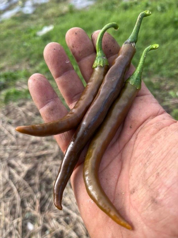 Producto - SEMILLAS DE AJI PICANTE PIMIENTA DE CAYENA CHOCOLATE