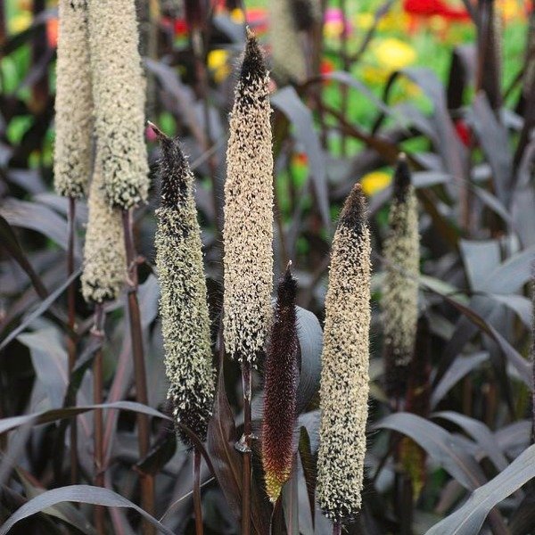Producto - 30 Semillas Pennisetum glaucum