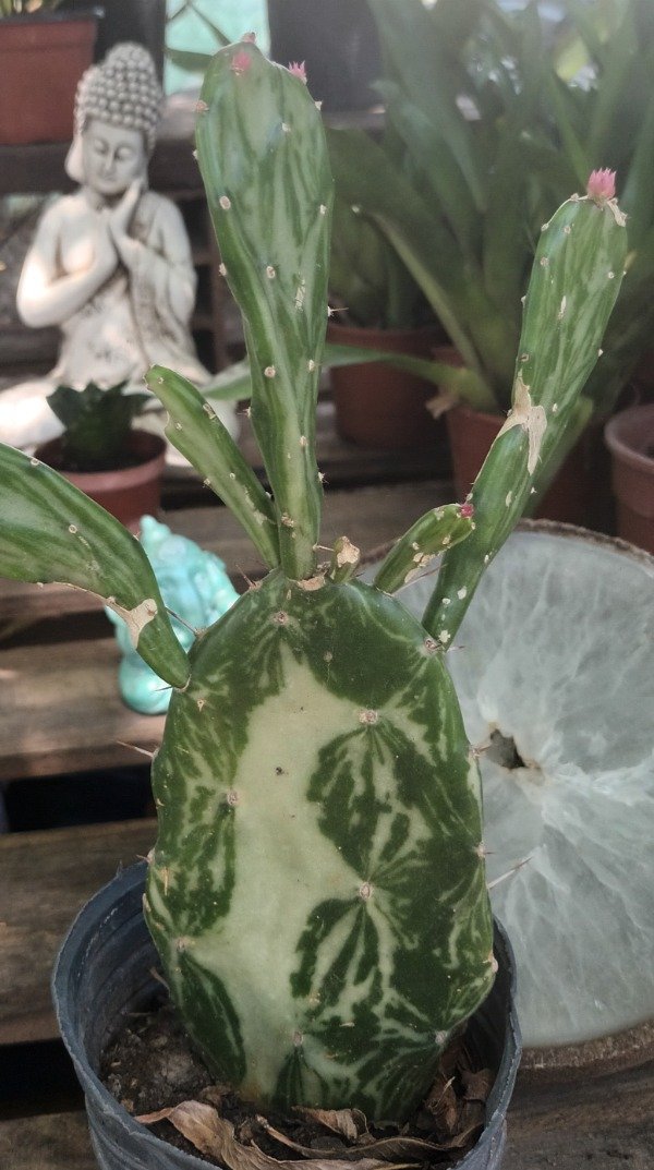 Producto - Opuntia Variegada