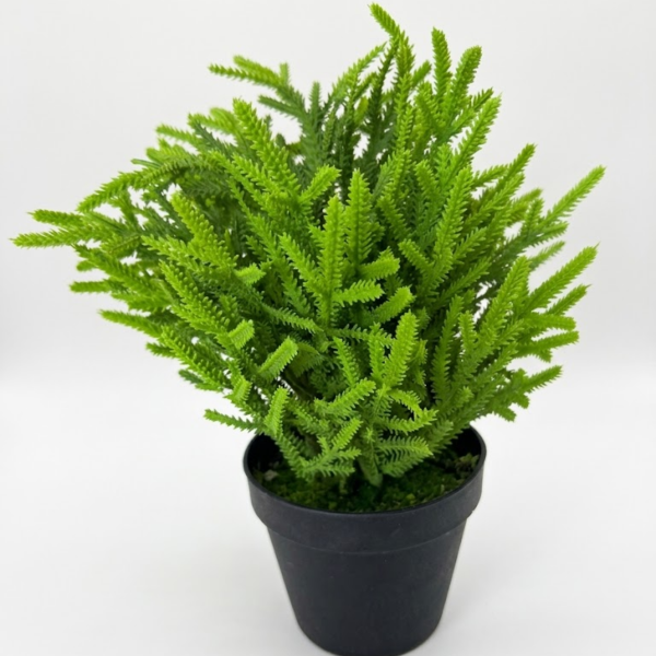 Producto - Ficus Miniatura de Estilo Botánico - 1