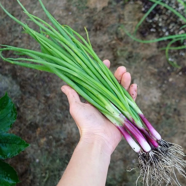 Producto - Semillas de Cebolla de Verdeo