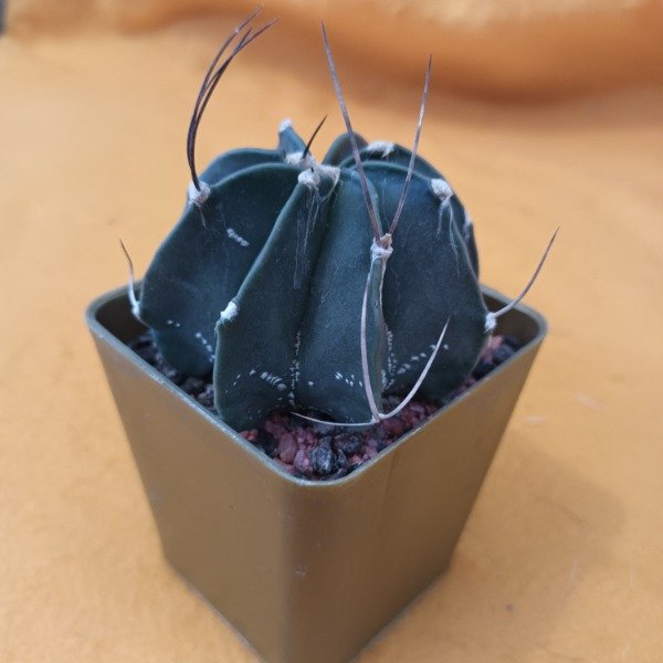 Miniatura de producto - 15