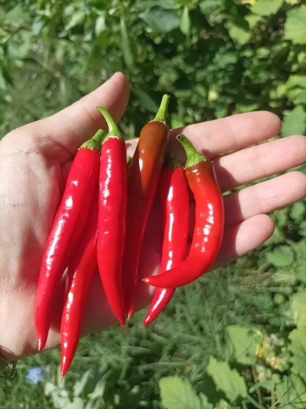 Producto - Ají cayena picante