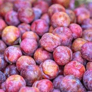 Producto - Prunus domestica (Ciruelo)