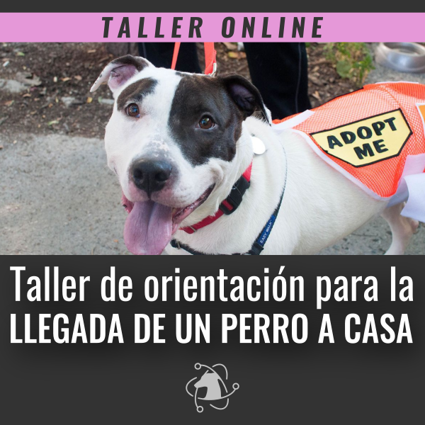 Producto - TALLER ONLINE: LLEGADA DE UN PERRO A CASA