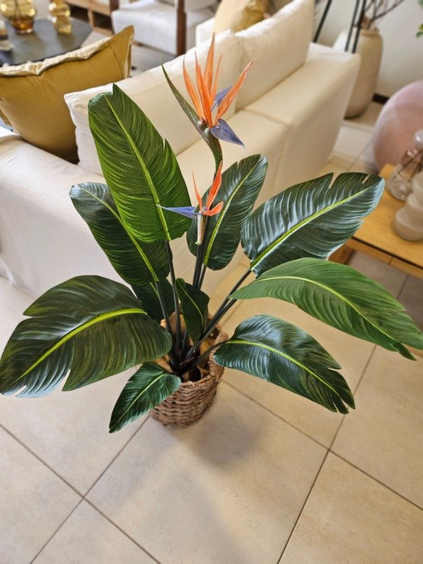 Producto - STRELITZIA 120 cm