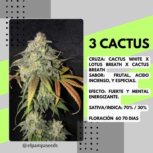 Producto - 3 Cactus