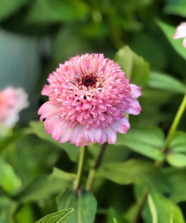 Producto - Zinnia Elegans Zinderella Lilac - 0