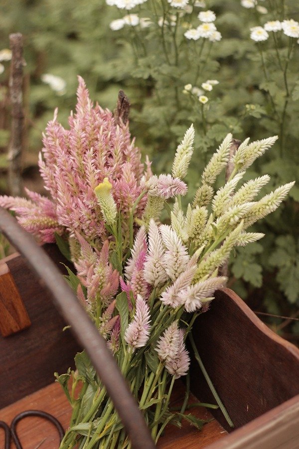 Producto - Celosia argentea "Antique Beauty" - 0