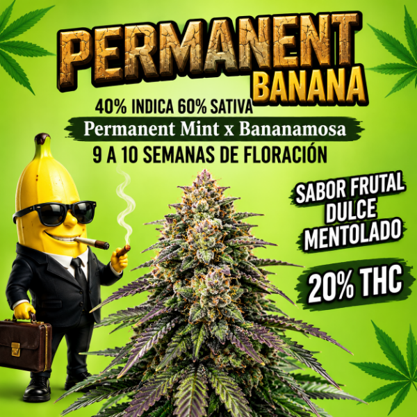 Producto - SEMILLA TERRAMOTA PERMANENT X6