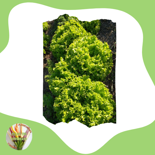 Producto - Lechuga criolla