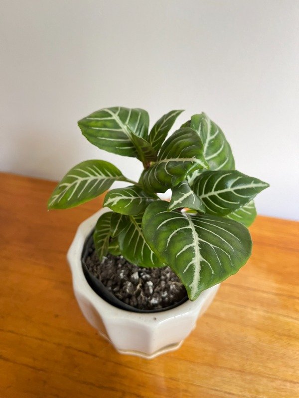 Producto - Planta Zebra Aphelandra chica